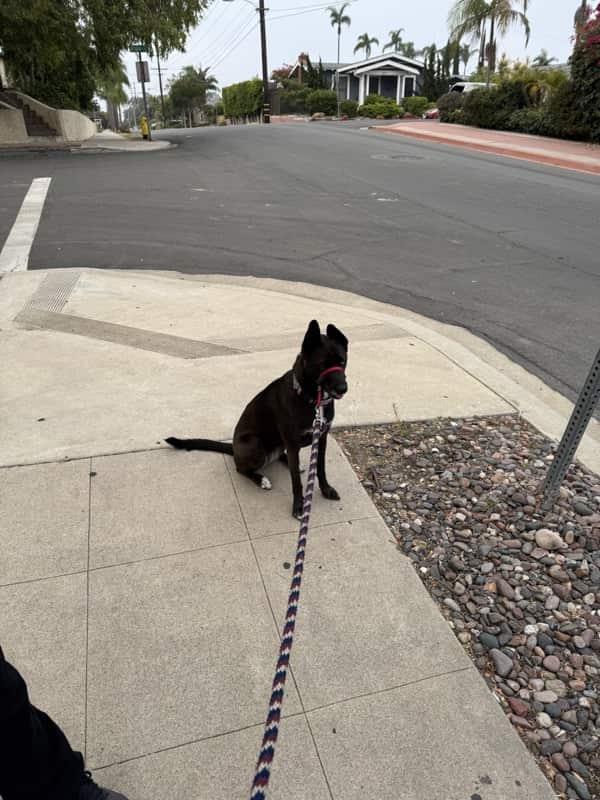 A picture of a black dog named Bowie sitting, taken on August 8 2025 at 6:51 am